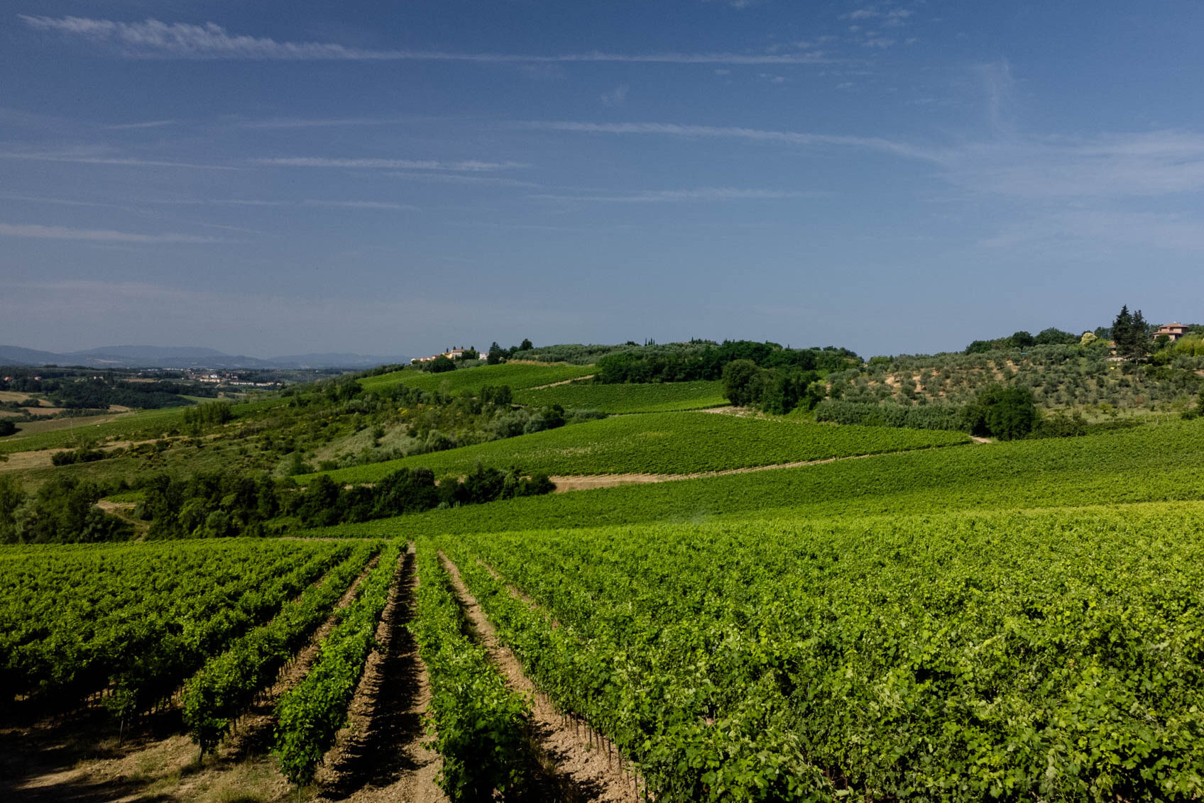 Società Agricola La Croce dei F.lli Zari - L'Armonia tra Tradizione e Innovazione
