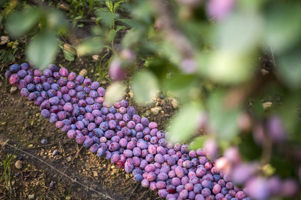 Confettura Extra di susine Ramassin di Busca